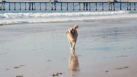 Perro-Golden-Retriever-Con-Pelota-De-Juguete-En-La-Boca-Corriendo-En-La-Playa-De-Arena-En-Un-Día-Soleado,-Cámara-Lenta