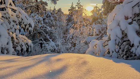 Hora-Dorada-Del-País-De-Las-Maravillas-Invernales,-Bosque-Invernal-Al-Atardecer