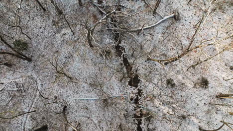 Forest-floor-covered-in-snow-at-Mount-Sequoyah,-Arkansas,-with-scattered-twigs-and-leaves,-early-morning