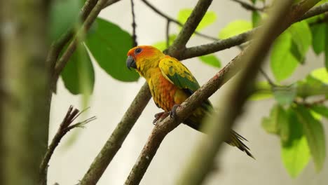 Endangered-bird-species,-a-sun-parakeet,-sun-conure-with-vibrant-plumage-perched-on-tree-branch,-wondering-around-its-surrounding-environment,-close-up-shot