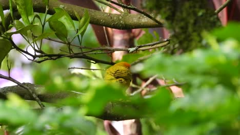 Yellow-Saffron-Finch-perching-amidst-vibrant-green-foliage,-creating-a-sense-of-calm