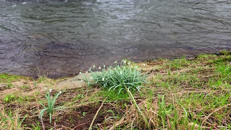 Nahaufnahme-Einer-Biene,-Die-Im-Frühling-Weiße-Schneeglöckchenblüten-Bestäubt