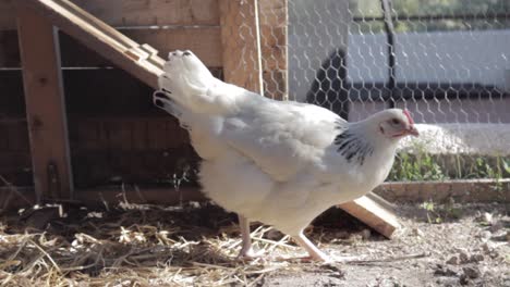 Weißes-Huhn-Pickt-Und-Beobachtet-Im-Sonnigen-Hühnerstall