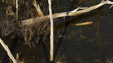 Sonnenuntergang-über-Point-Remove-Wildlife,-Blackwell-AR,-Mit-Bäumen-Und-Ruhigem-Wasser