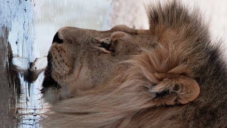 Vertical-Headshot-Of-A-Male-Lion-Drinking-Water-From-A-Puddle