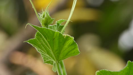 Calabaza-De-Botella-Hermosa-Hoja-