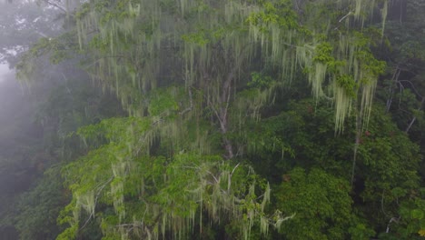 Descending-approaching-drone-shot-on-a-towering-tree-with-cascading-vines-in-a-tropical-rainforest-in-Minca,-Colombia,-in-South-America