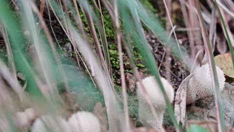 White-puffball-mushrooms-growing-among-green-grass,-showcasing-nature's-detail