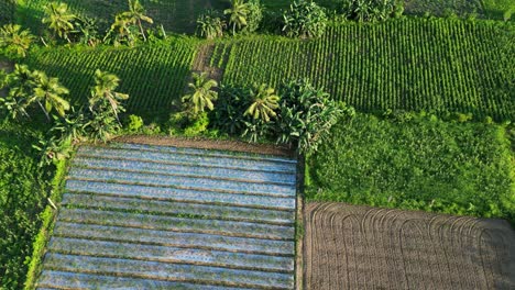 Aerial-flyover-shot-of-crop-fields-and-farmlands-in-tropical-island-of-Catanduanes,-Philippines