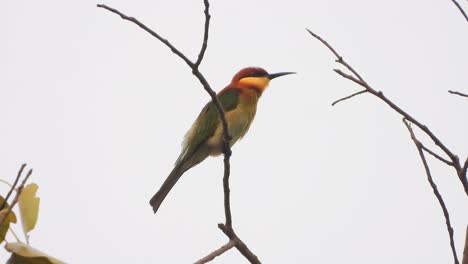 Bee-eater---waiting-for-pry