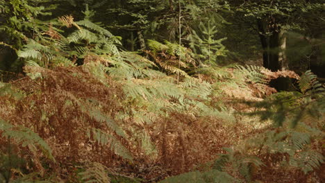 wide-shot-of-autumn-ferns-bracken-at-Blackwater-Arboretum