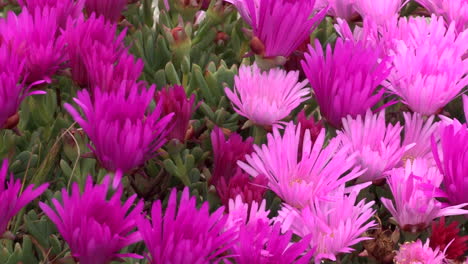 Pink-color-ornamental-garden-perennials,-Delosperma-Cooperi