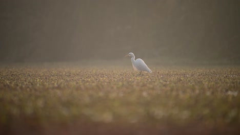 Egret-in-Wetland-in-A-Misty-morning
