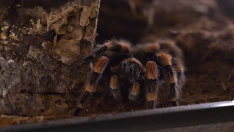 spider-tarantulas-lasiodora-parahybana-eat-cricket-high-angle-static