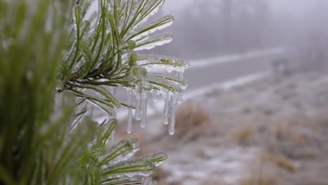 Tannenzweig-Mit-Eiszapfen-Vor-Verschwommenem-Winterhintergrund,-Nahaufnahme