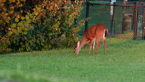 Female-white-tailed-deer-doe-grazing,-eating-in-grass-near-chain-link-fence-in-neighborhood