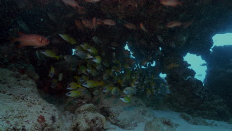 Colorful-yellow-and-red-school-of-fish-hiding-in-a-cave-from-the-ocean-current