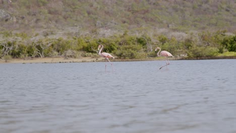Two-pink-flamingos-wading-in-serene-waters-with-lush-greenery-in-the-background,-daylight