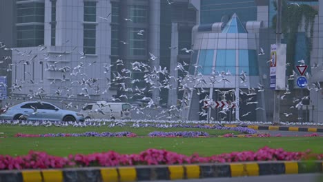 El-24-De-Febrero-De-2024,-Aves-Migratorias-En-Una-Brumosa-Mañana-De-Invierno-Al-Borde-De-Una-Carretera-En-Sharjah,-Emiratos-Árabes-Unidos.