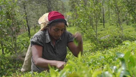 Sri-Lankan-Women-Plucking-Tea-Leaves-At-Plantation
