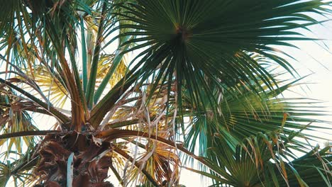 close-up-over-palm-tree-leaves-at-daytime-in-the-summer-Mediterranean-climate-in-Spain