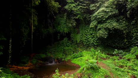 Vegetación-Exuberante,-Pequeña-Piscina-Tranquila,-Naturaleza-Serena-En-Bali.