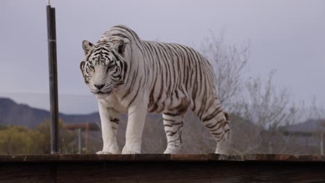 white-tiger-looking-around-with-jiggling-belly-slomo