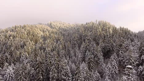 Luftaufnahme-Eines-Waldes-Bei-Starkem-Schneefall