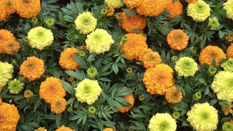 Mary-Cold-flowers-bloomed-in-the-garden