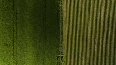 Kontrastierende-Getreidefelder-In-Dardanelle,-AR,-Mit-üppigen-Texturen,-Luftaufnahme