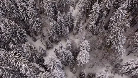 Aerial-of-a-forest-in-heavy-snow-fall