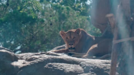 Panting-lioness-lies-in-sunshine-on-top-of-rock,-medium-shot