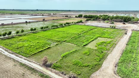 Drohnenaufnahmen-über-Grünen-Farmen-Der-Golarchi-Landwirtschaft-In-Sindh-Mit-Wunderschönem-Blauen-Himmel