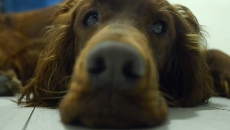 Pull-focus-close-up-from-snout-to-cute-eyes,-Irish-Setter-dog-relaxing