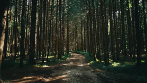 La-Luz-Del-Sol-Se-Filtra-A-Través-De-Un-Denso-Bosque-De-Pinos-Hacia-Un-Sendero-De-Tierra-Apartado,-Evocando-Serenidad.