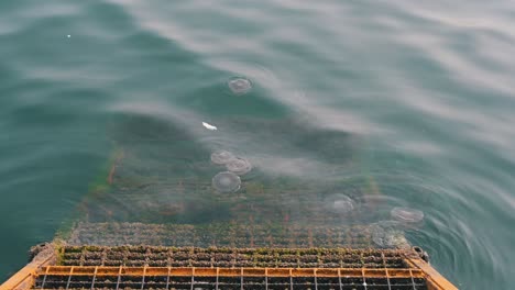 On-February-24,-2024,-Fried-egg-jellyfish-swims-on-the-surface-of-the-seawater-along-the-coastline-of-Sharjah-in-the-United-Arab-Emirates