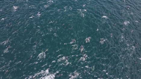 High-angle-aerial-view-of-pod-of-common-dolphin-swimming-along-ocean-surface