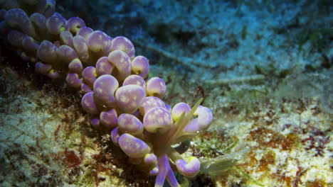 Magnificent-purple-and-yellow-Phyllodesmium-magnum-nudibranch-stretching-on-the-ocean-floor-to-show-its-amazing-form-and-colors