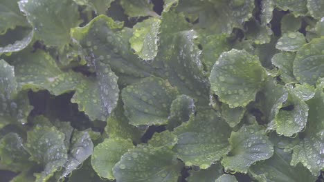 Fresh-Green-Foliage-Wet-With-Dew-Drops-On-Foggy-Morning