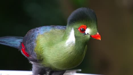 Close-up-shot-of-a-white-cheeked-turaco-with-vibrant-plumage,-spread-its-wings-and-fly-away-after-eating-at-daytime