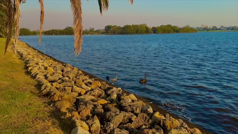 Black-Swans-and-a-baby-cygnet-in-a-wide-angle-shot-of-the-Swan-River,-Perth,-Western-Australia-in-golden-sunlight-with-palm-tree-fronds-over-rocky-foreshore