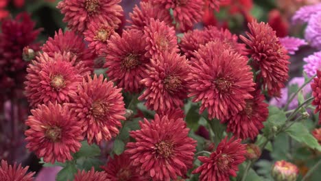 Flores-De-Crisantemo-Resistentes-Florecieron-En-El-Jardín