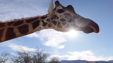 Giraffe-Nahaufnahme-Weitwinkel-Mit-Sonnigen-Lens-Flare-Hintergrundbeleuchtung-Slomo