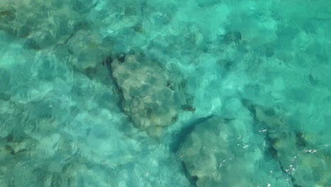 Sea-turtle-swimming-under-crystal-clear-water-Caribbean-Sea,-view-from-the-air,-top-down