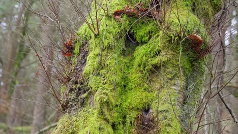 Woodland-views-of-a-tall-tree-covered-in-moss