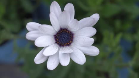 Im-Park-Blüht-Eine-Rosa-Dimorphotheca-Blume