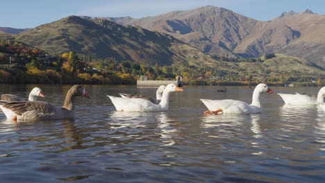 Wild-Greylag-Goose-swimming-calmly-in-Lake-Hayes-with-mountain-backdrop