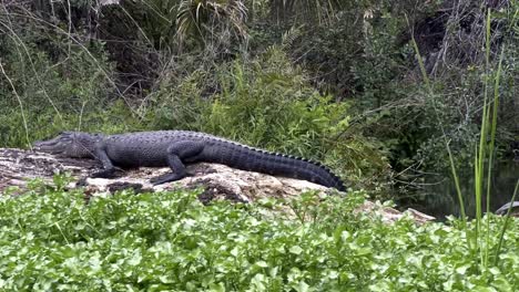 Alligator-laid-out-in-sun-swamp