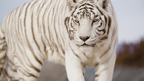 Schöner-Weißer-Tiger-Aus-Nächster-Nähe