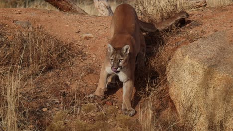 cougar-walking-down-desert-like-slope-slomo